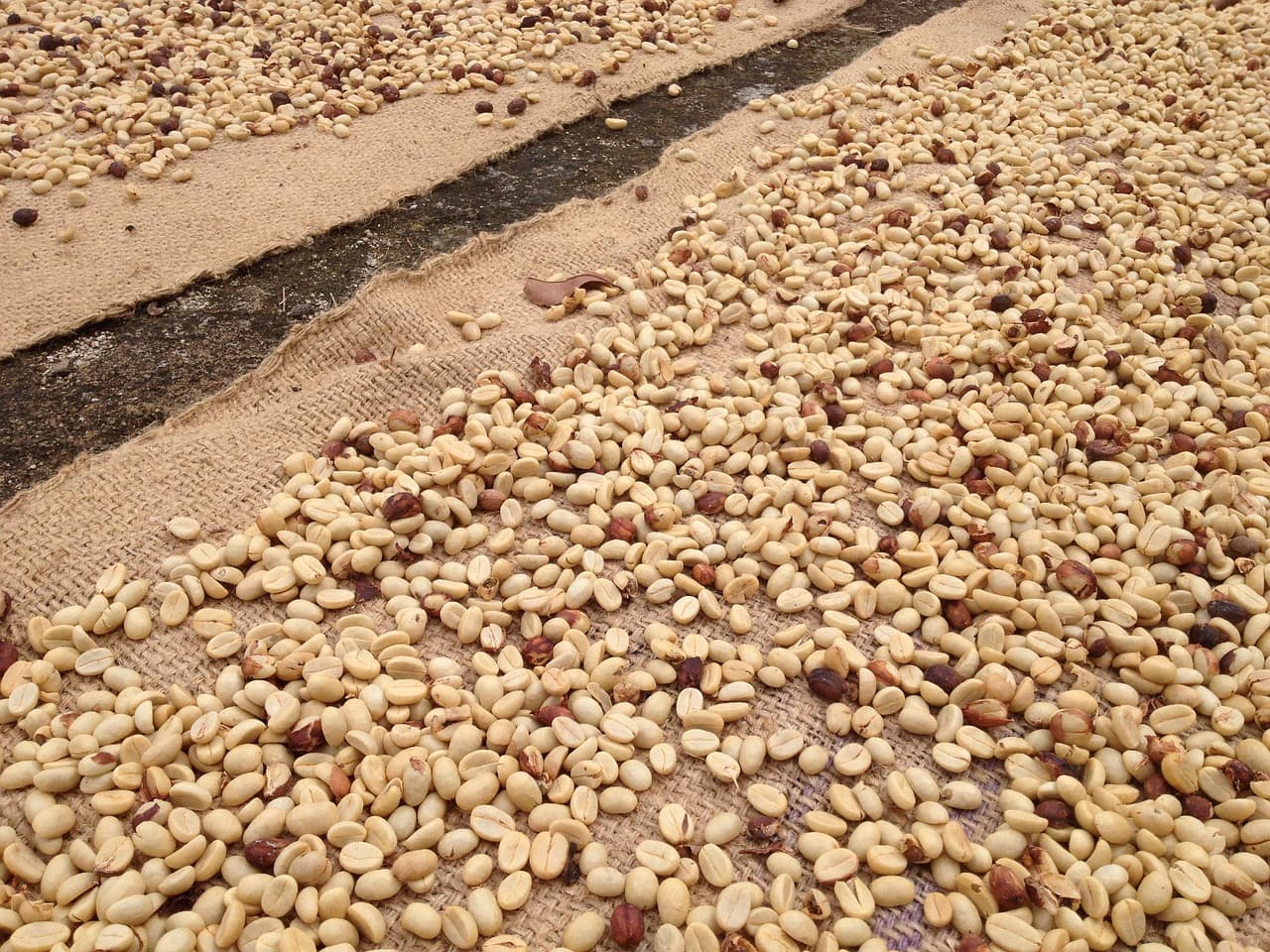 Coffee beans drying during curing