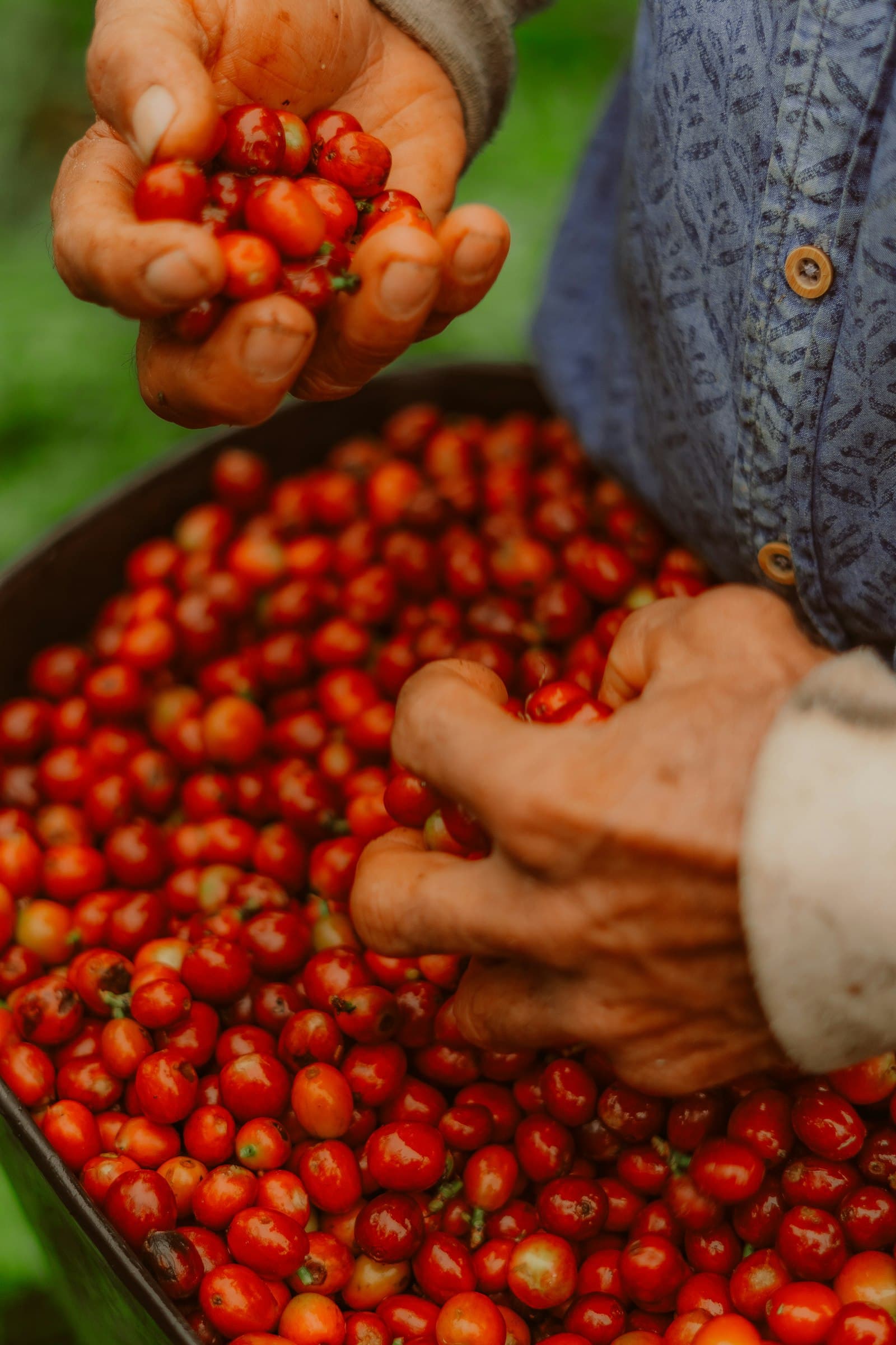 Coffee harvest scene at an estate