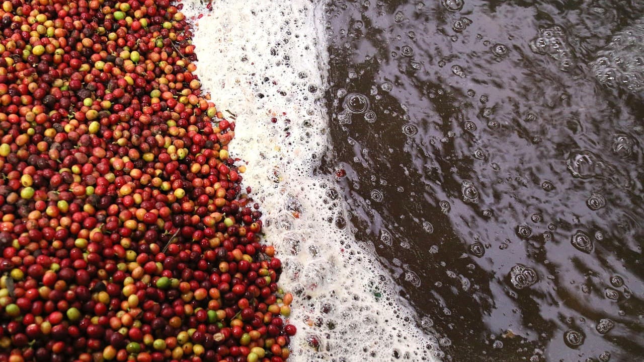 Coffee processing scene with beans and equipment