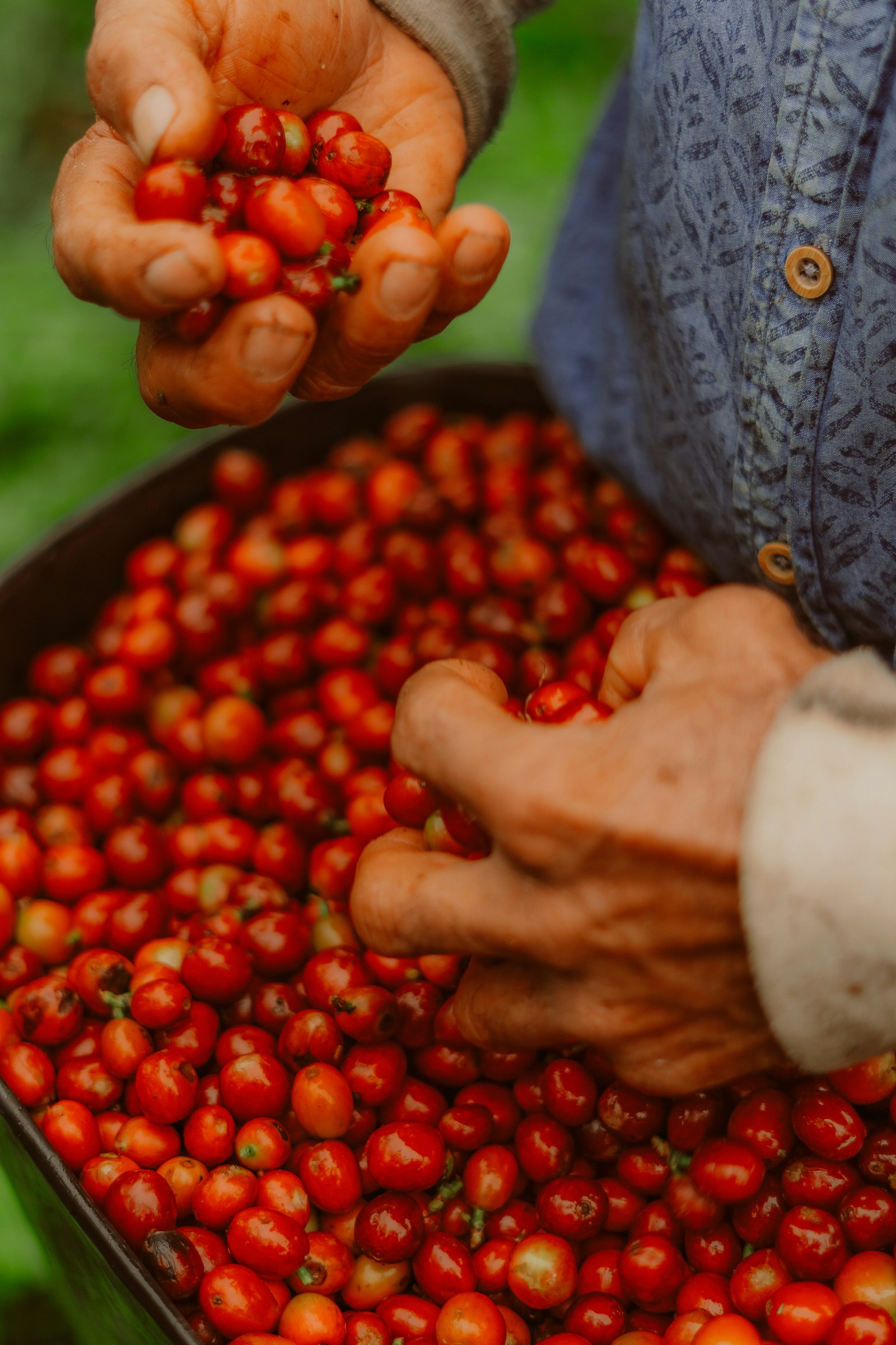 Coffee harvest scene at an estate
