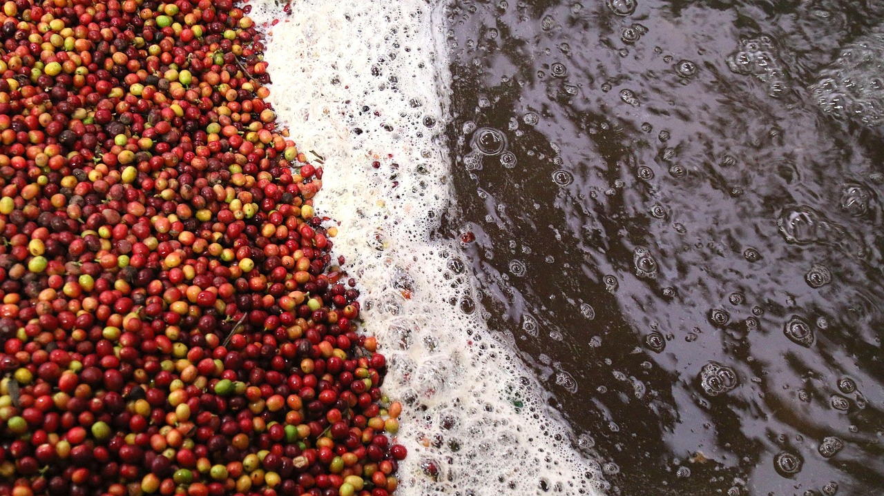 Coffee processing at an estate